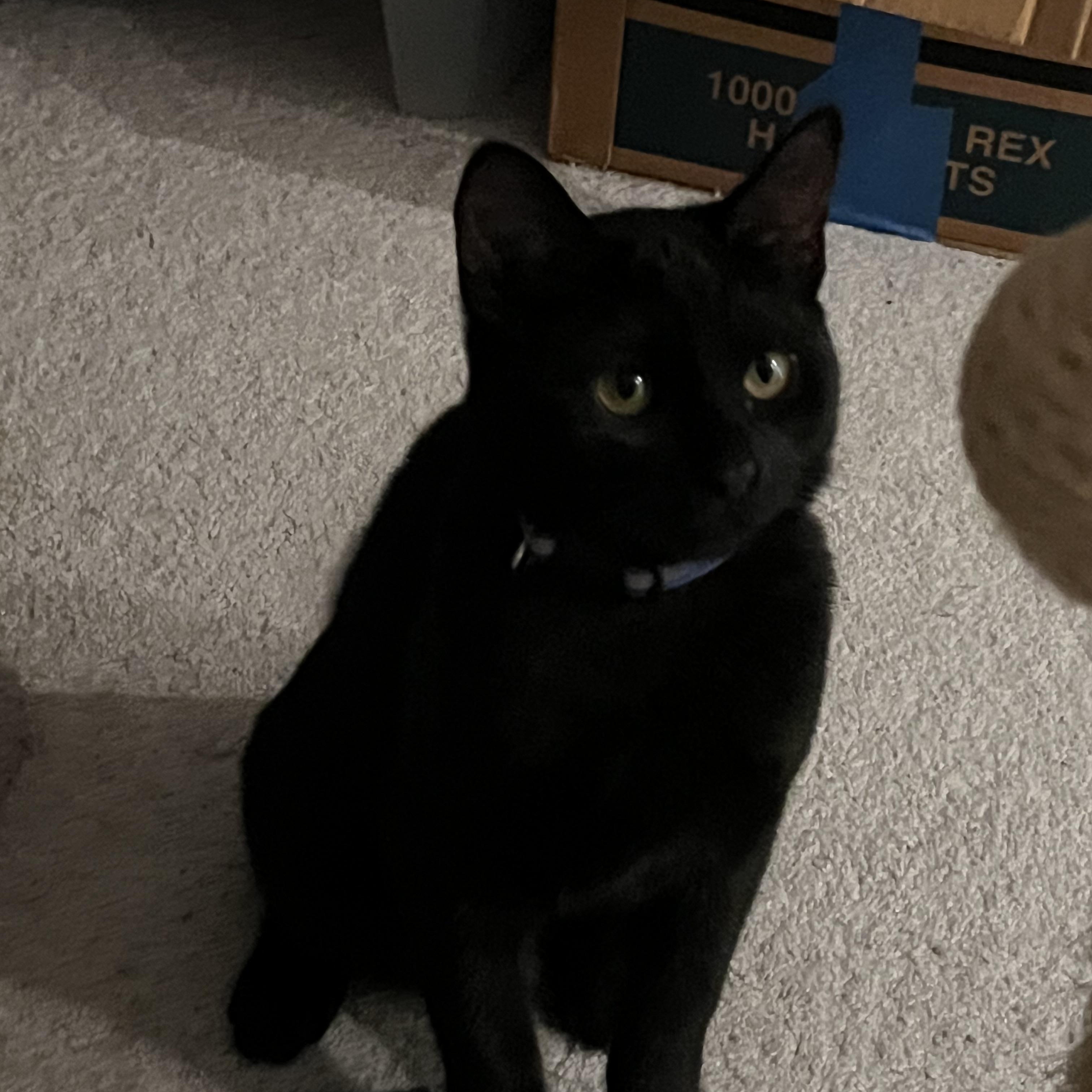 Enlarge Sequoia, a ADOPTABLE Domestic Short Hair in Portland, OR image 3/4