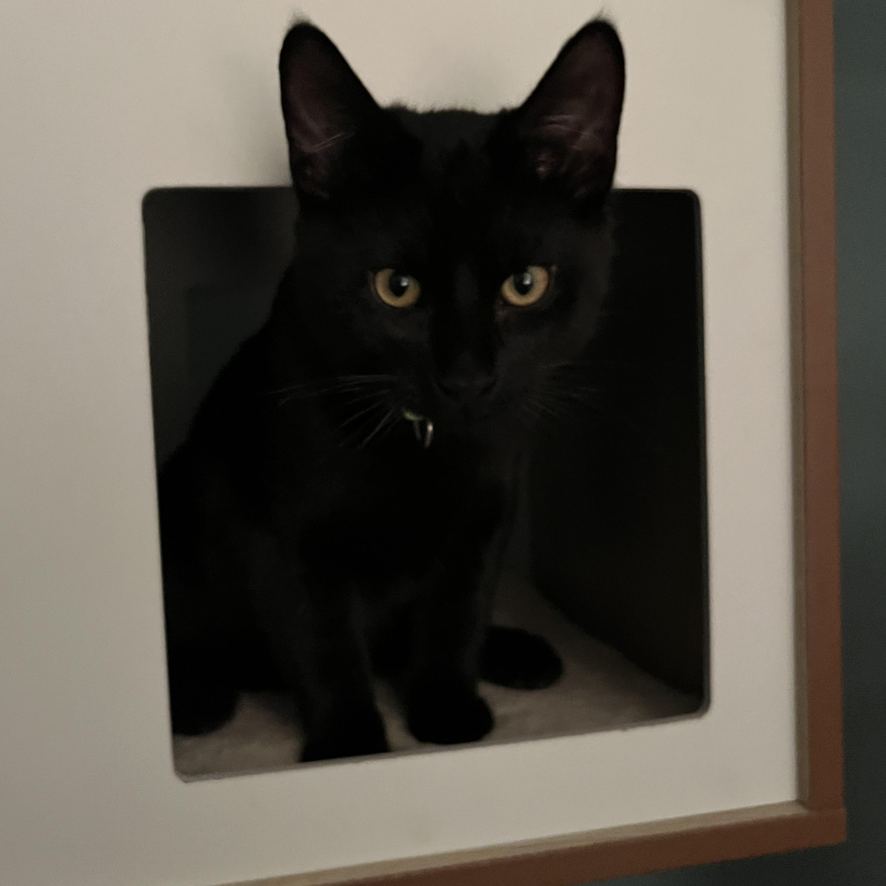Enlarge Sequoia, a ADOPTABLE Domestic Short Hair in Portland, OR image 2/4