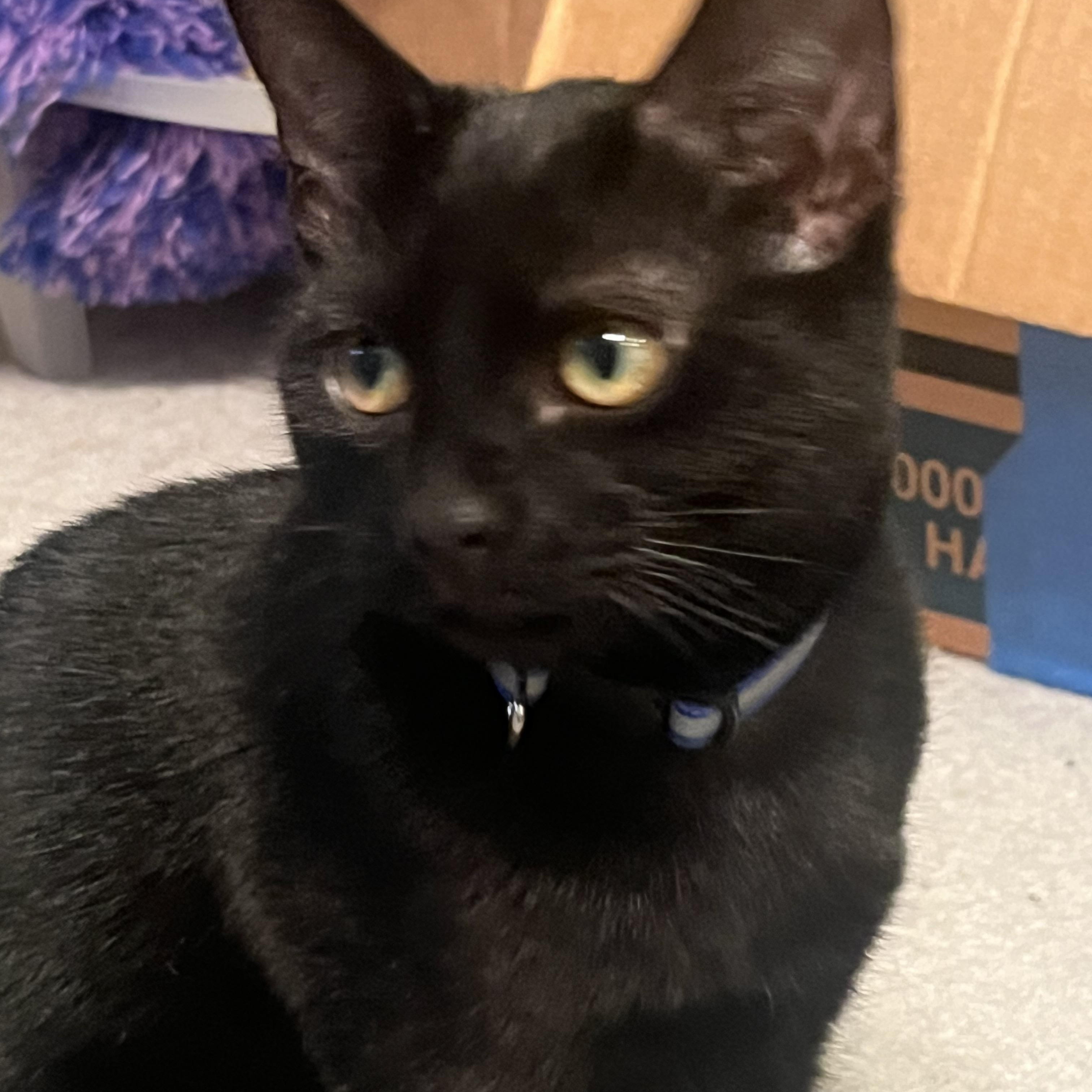 Sequoia, ADOPTABLE, Kitten Male Domestic Short Hair.