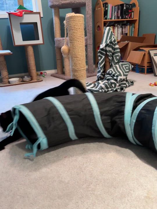 Enlarge Sequoia, a ADOPTABLE Domestic Short Hair in Portland, OR video 4/4