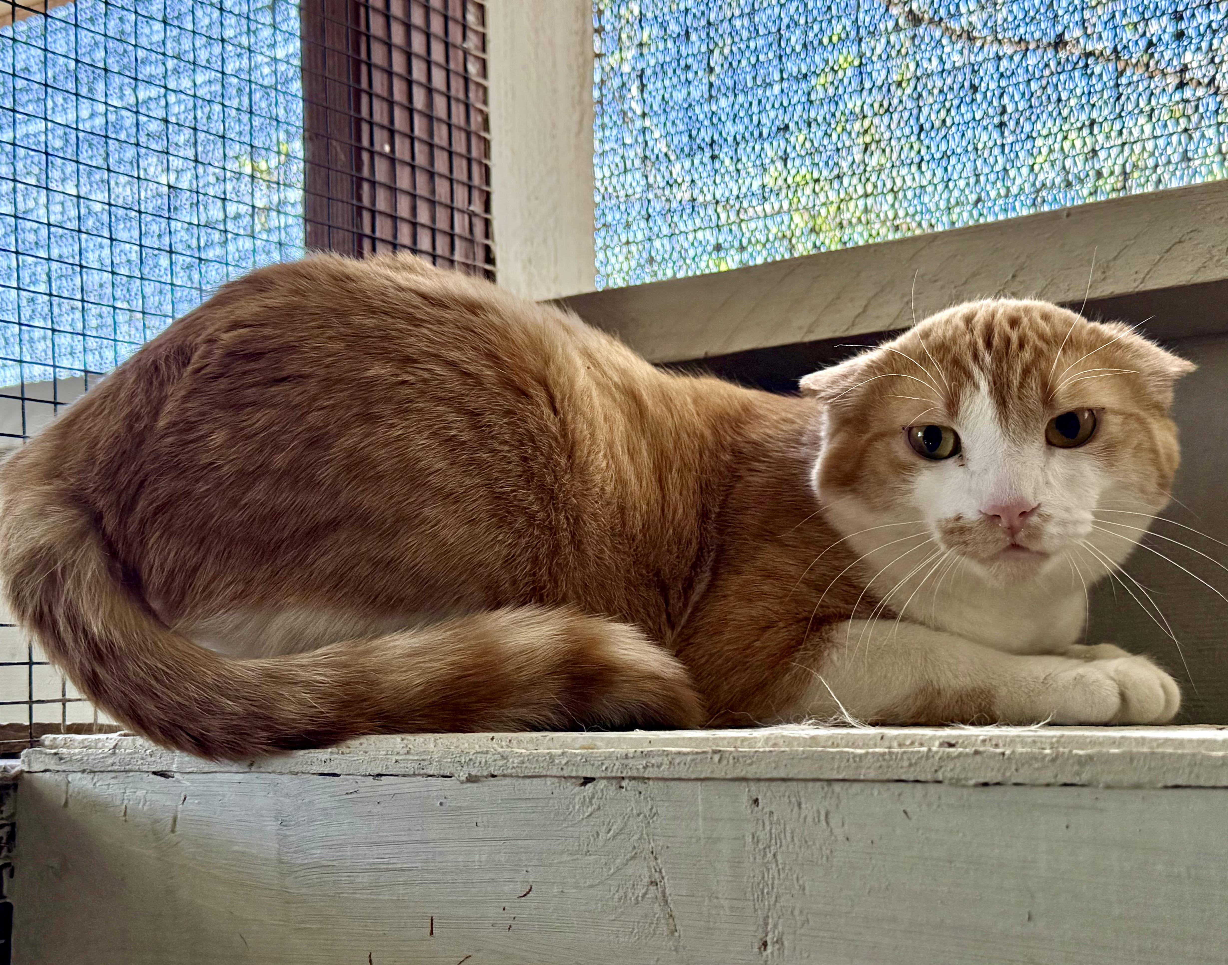 Lasagna, Adoptable, Adult Male Domestic Short Hair.