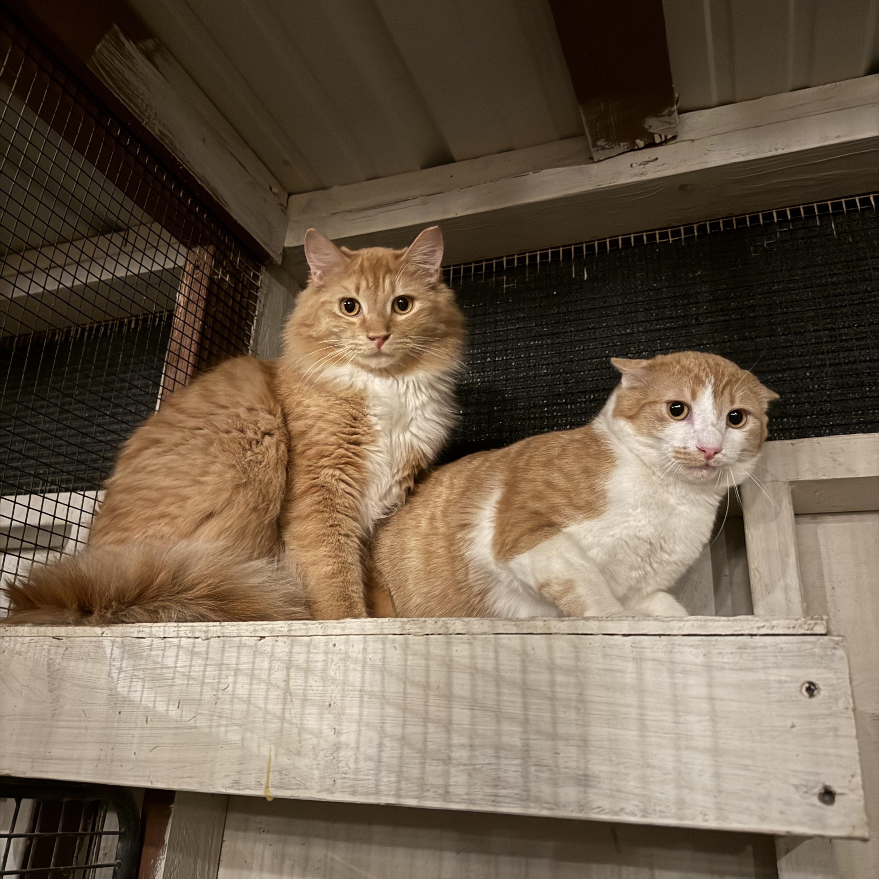 Enlarge Lasagna, a Adoptable Domestic Short Hair in Marana, AZ image 3/3