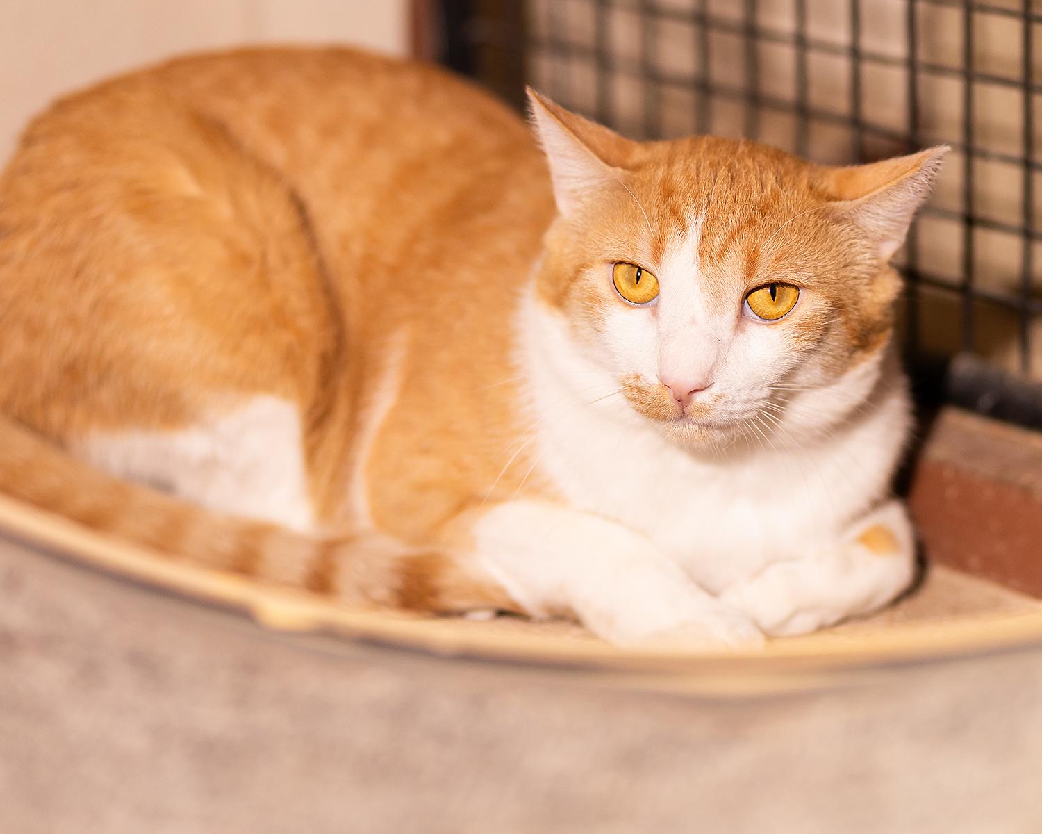 Lasagna, a Adoptable Domestic Short Hair in Marana, AZ image 2/2