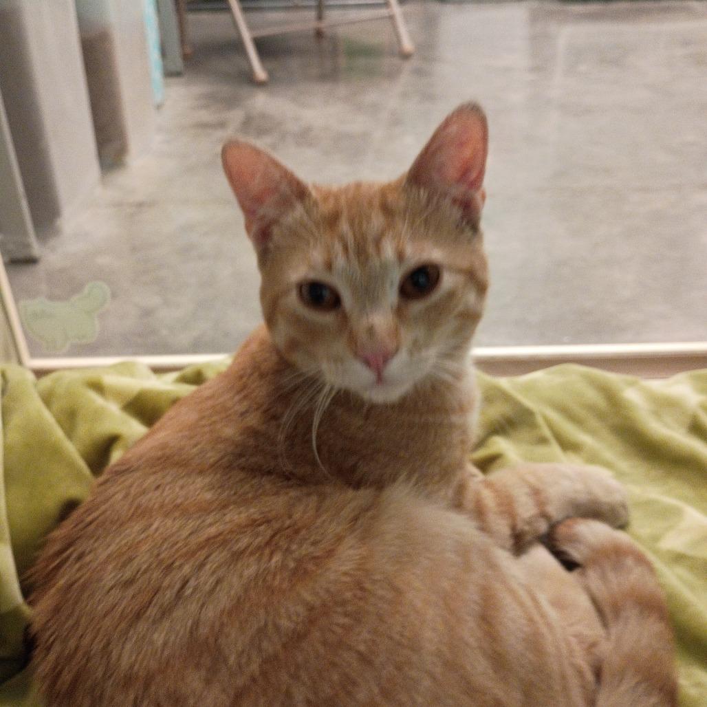 Cheeto, Adoptable, Young Male Domestic Short Hair.
