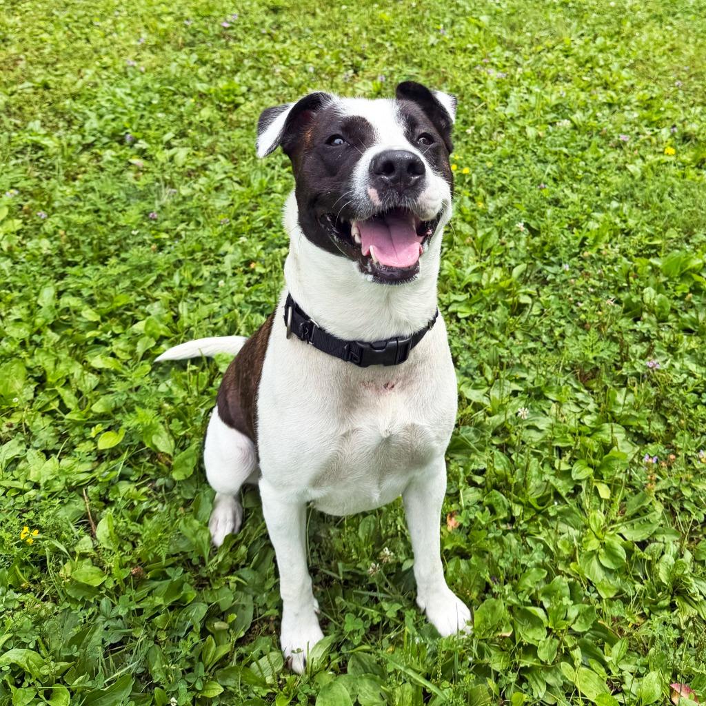 Enlarge Riley, a Adoptable mixed breed in Olean, NY image 1/6