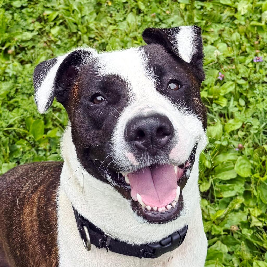 Enlarge Riley, a Adoptable mixed breed in Olean, NY image 2/6