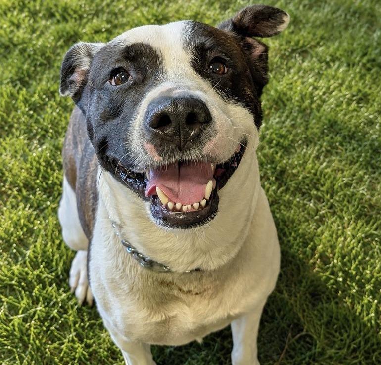 Enlarge Riley, a Adoptable mixed breed in Olean, NY image 3/6