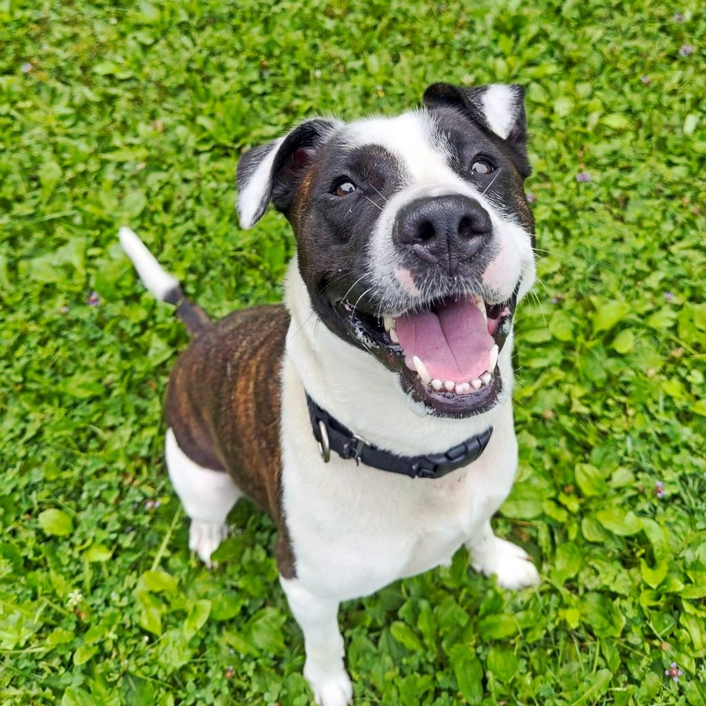 Enlarge Riley, a Adoptable mixed breed in Olean, NY image 4/6