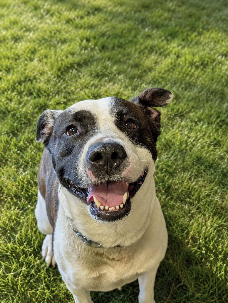 Enlarge Riley, a Adoptable mixed breed in Olean, NY image 5/6