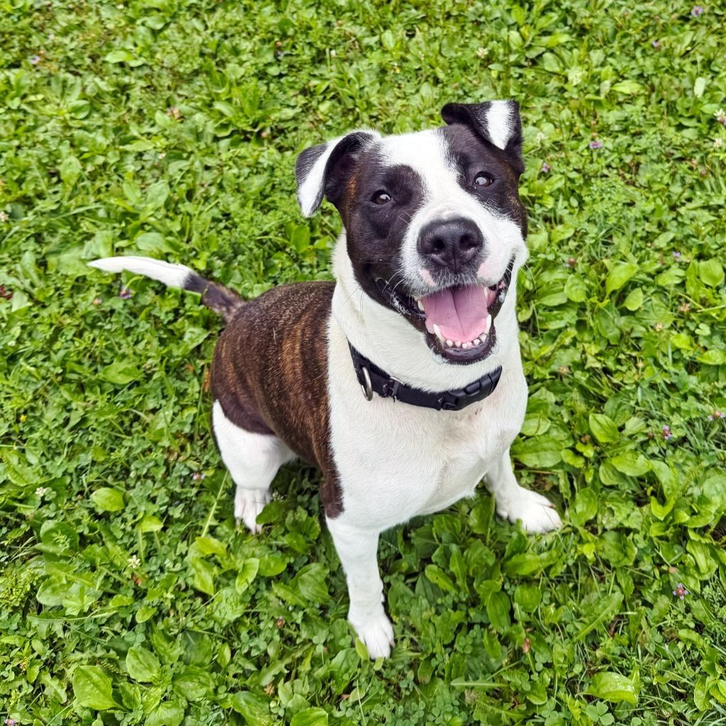Enlarge Riley, a Adoptable mixed breed in Olean, NY image 6/6