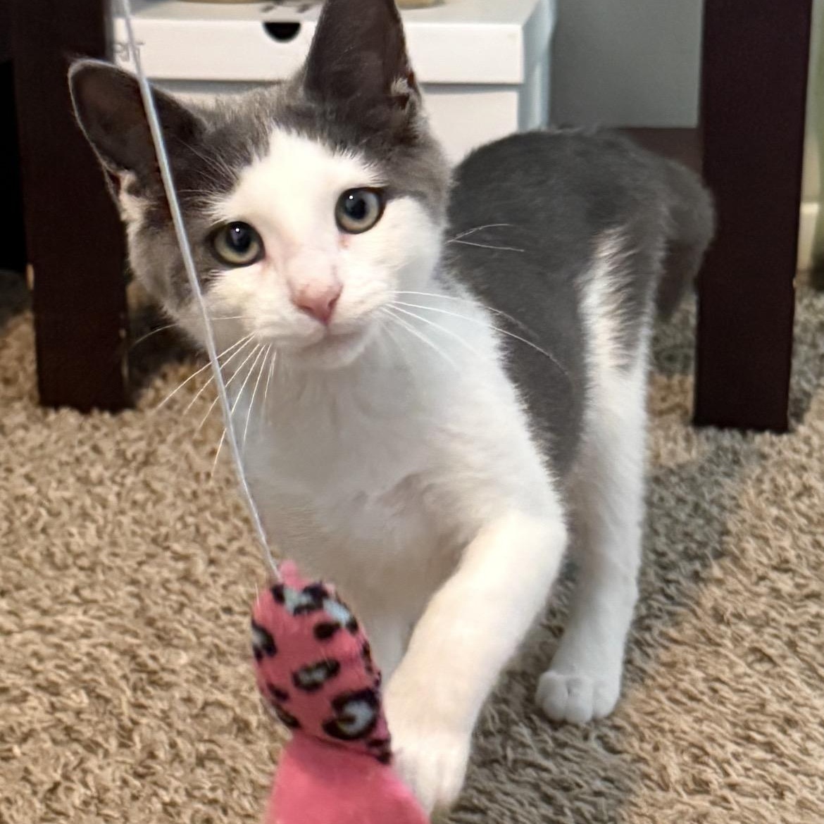 Enlarge India, a ADOPTABLE Domestic Short Hair in San Diego, CA image 2/2