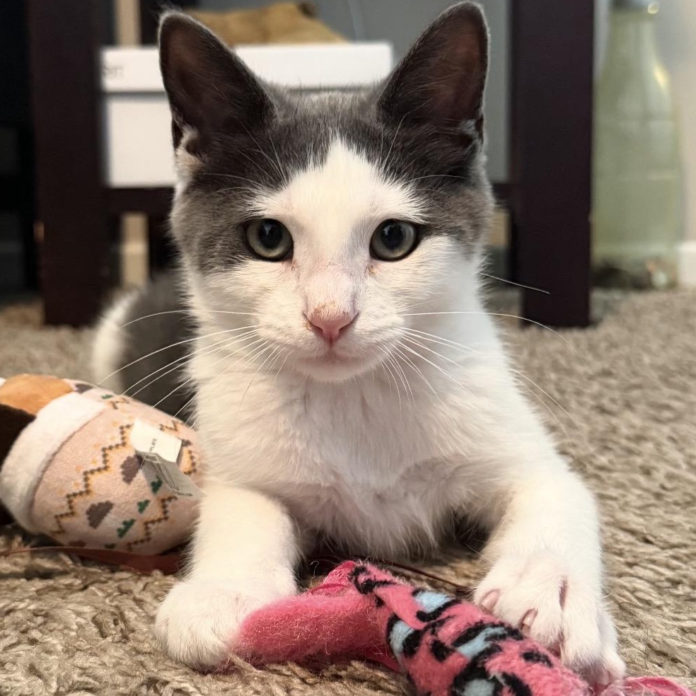 India, ADOPTABLE, Kitten Female Domestic Short Hair.