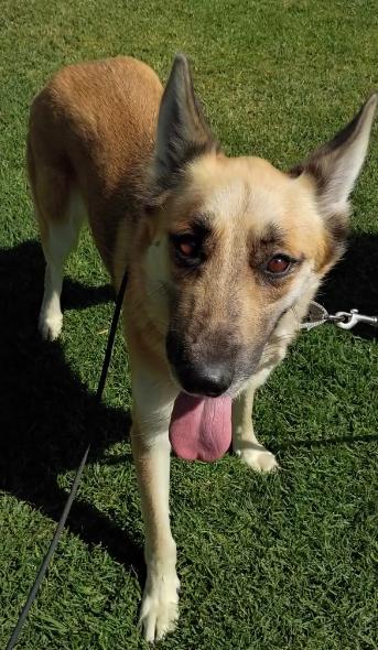 Enlarge Douglas, an adopted German Shepherd Dog in Frazier Park, CA image 1/1