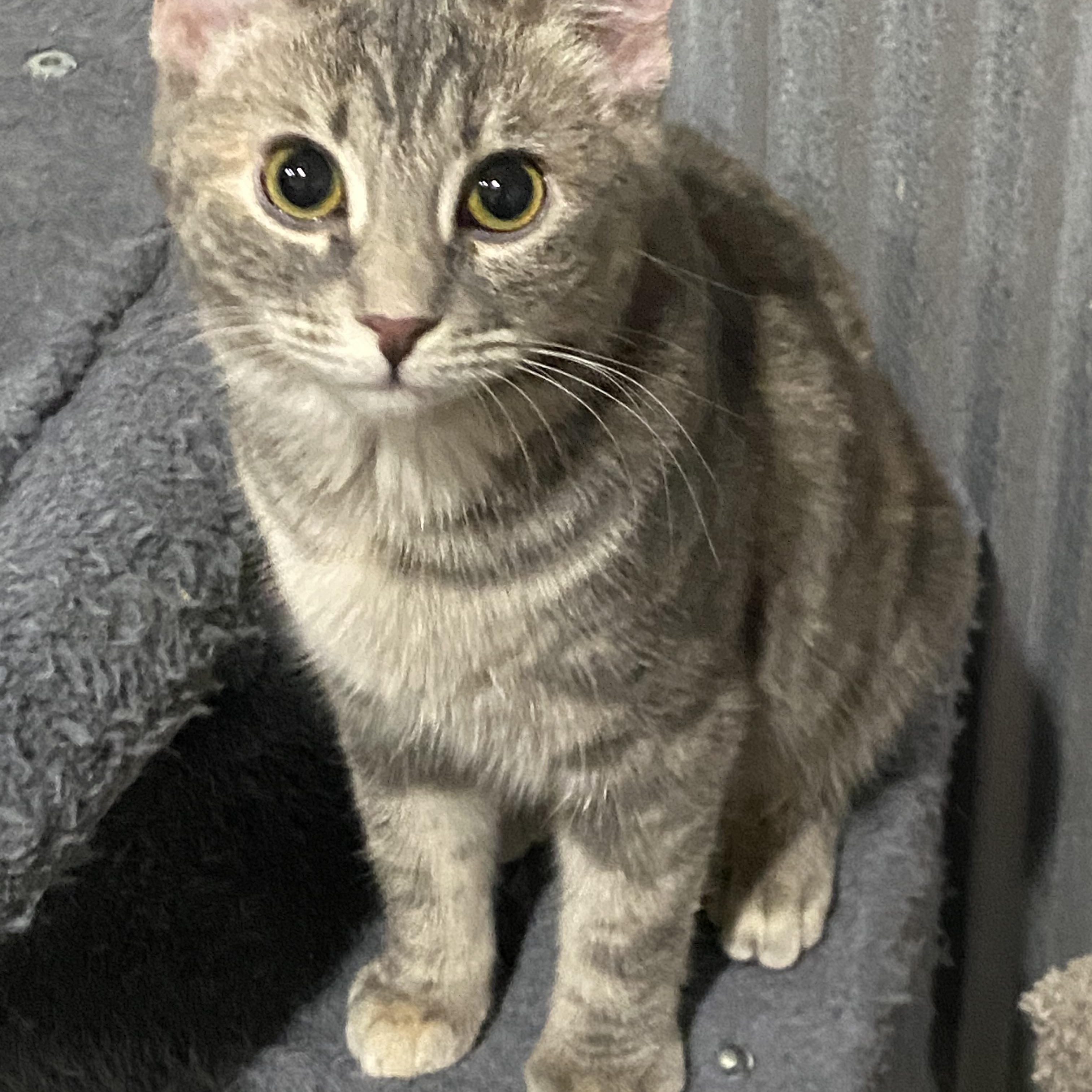 Kitty Purry, a ADOPTABLE American Shorthair in Fredericksburg, OH image 4/5