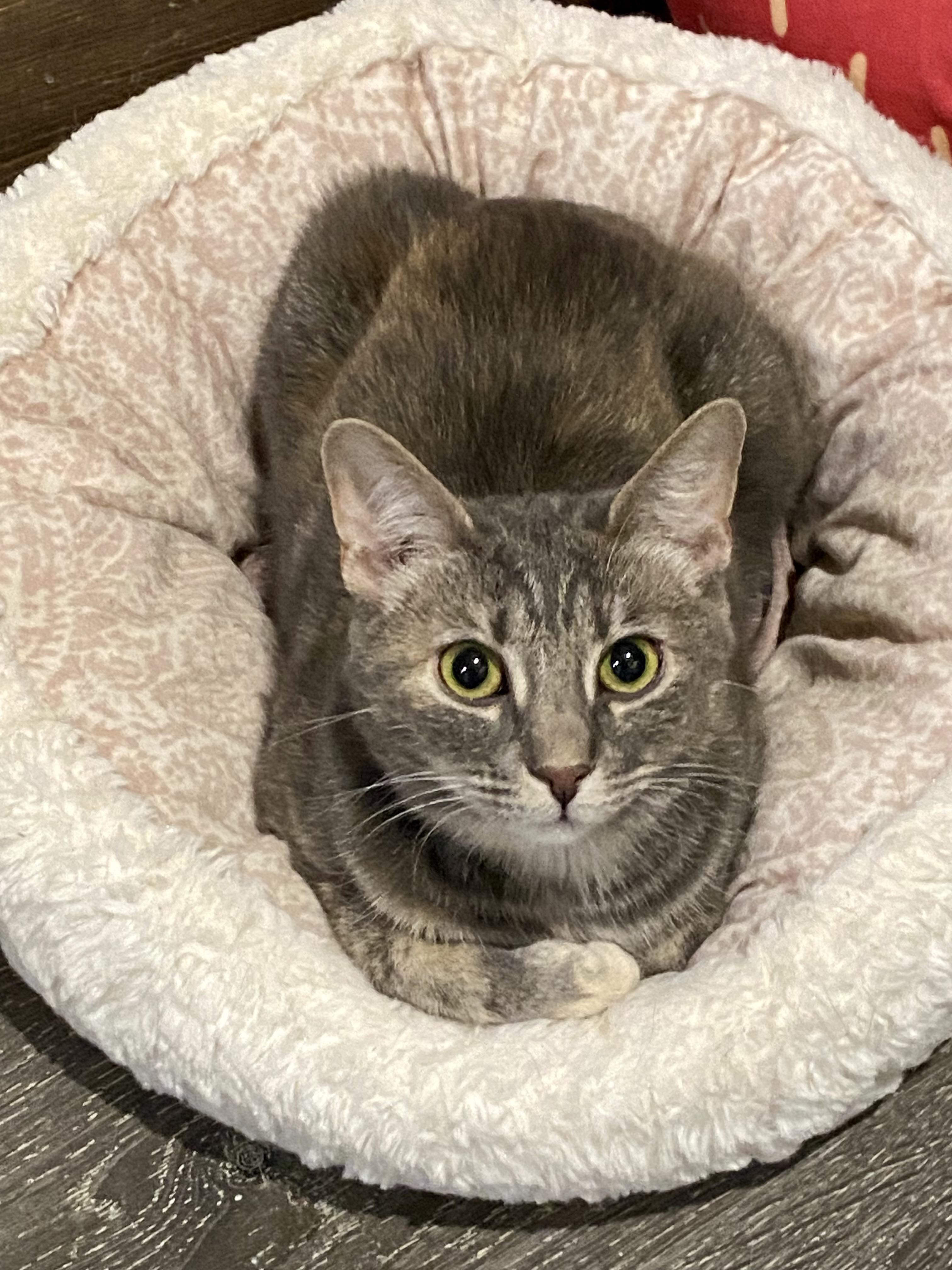 Kitty Purry, ADOPTABLE, Young Female American Shorthair.