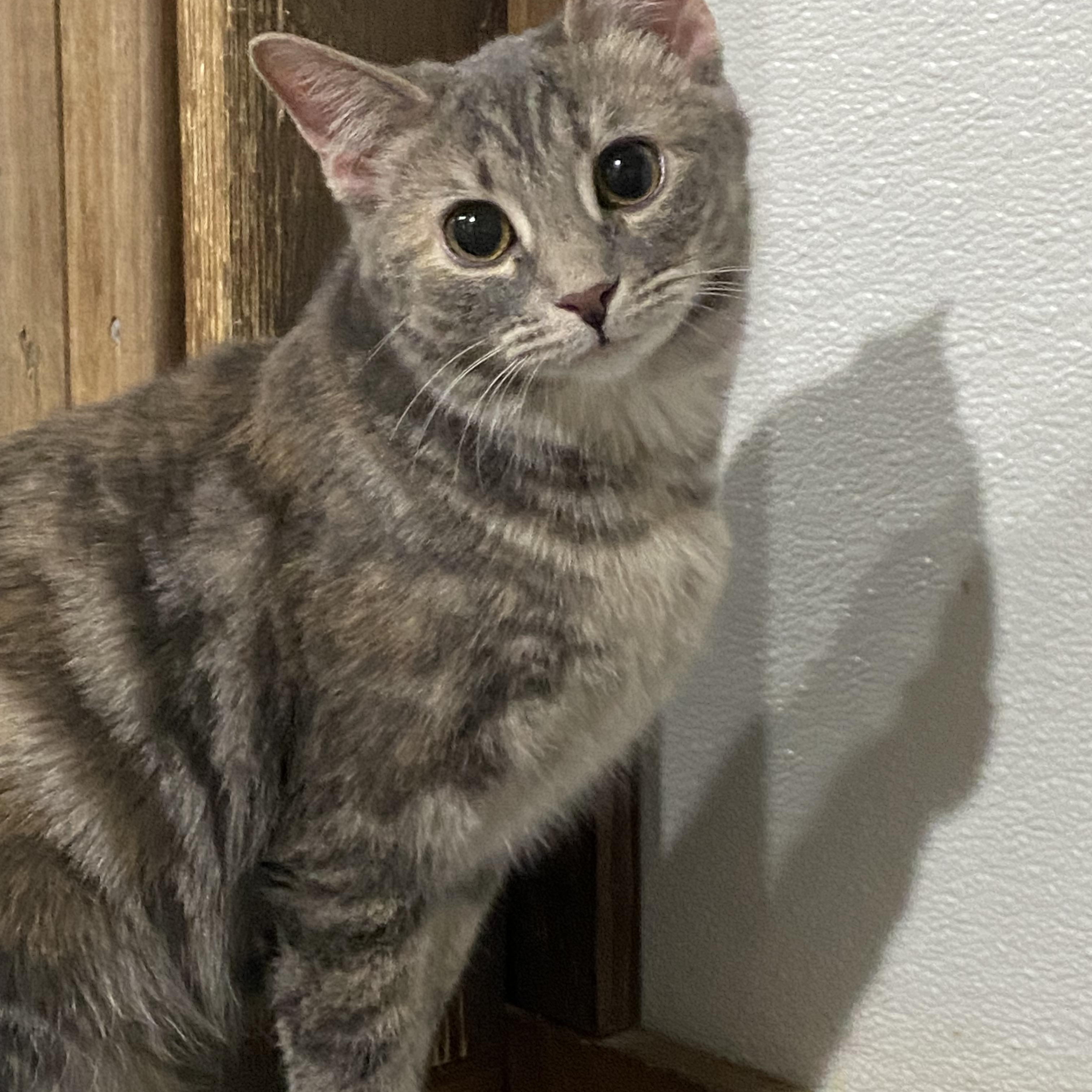 Kitty Purry, a ADOPTABLE American Shorthair in Fredericksburg, OH image 3/5