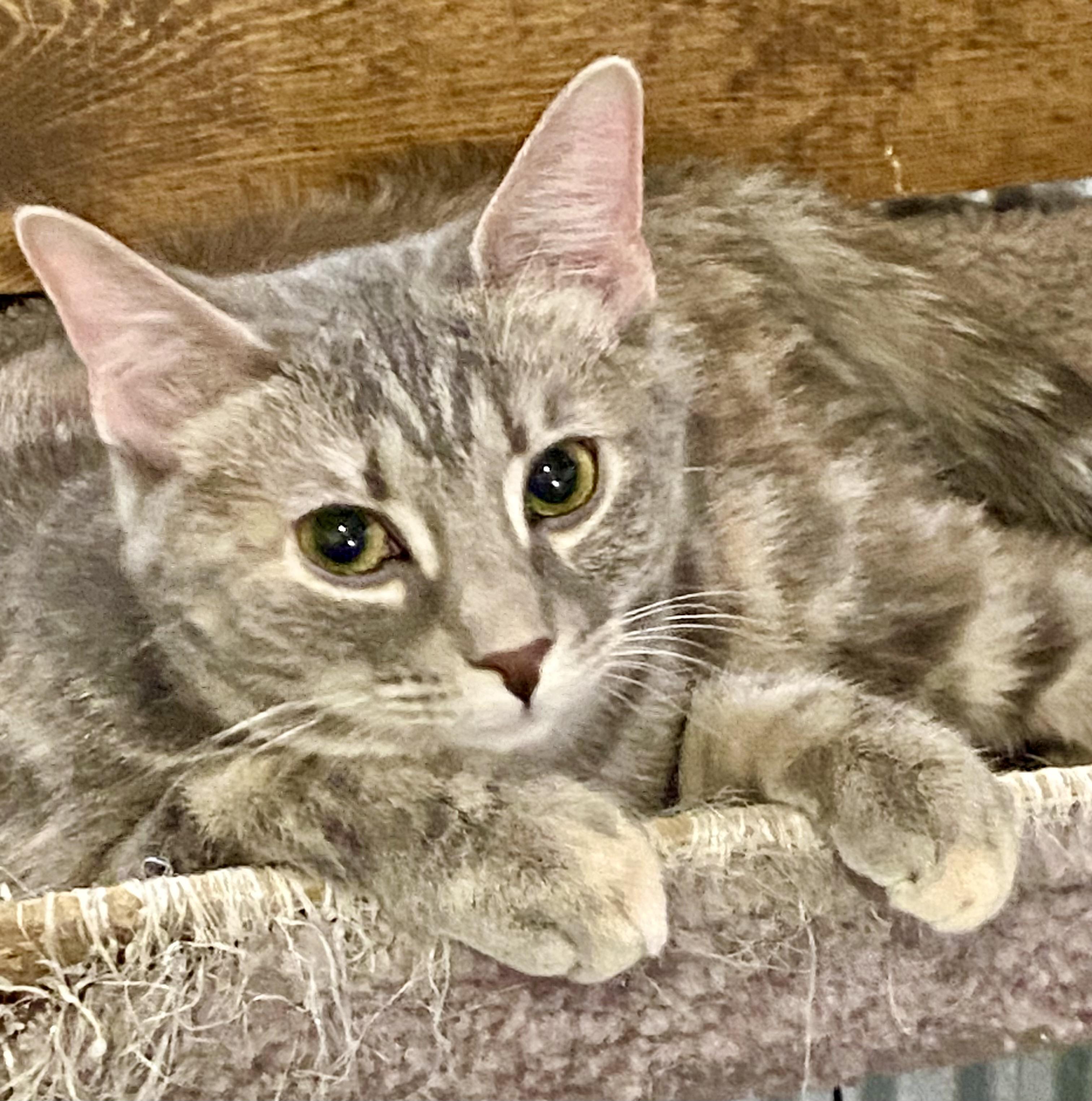 Kitty Purry, ADOPTABLE, Young Female American Shorthair.