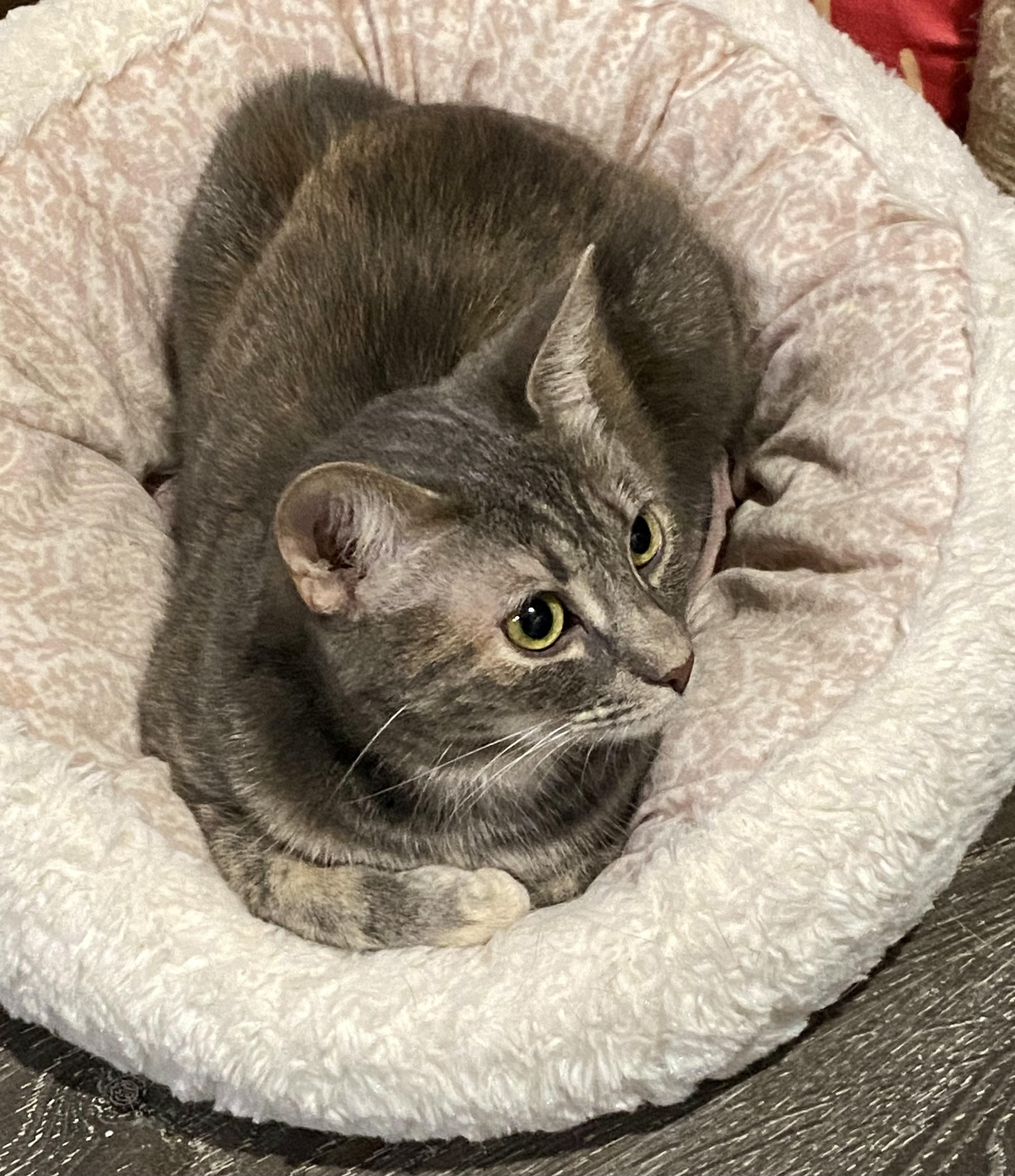 Enlarge Kitty Purry, a ADOPTABLE American Shorthair in Fredericksburg, OH image 6/6
