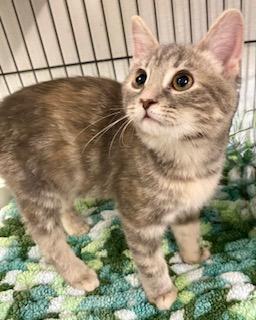 Kitty Purry, a ADOPTABLE American Shorthair in Fredericksburg, OH image 2/5