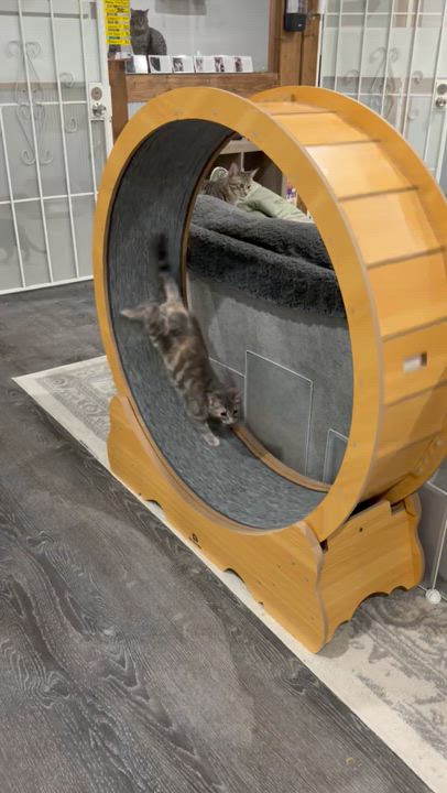 Enlarge Kitty Purry, a ADOPTABLE American Shorthair in Fredericksburg, OH video 5/5