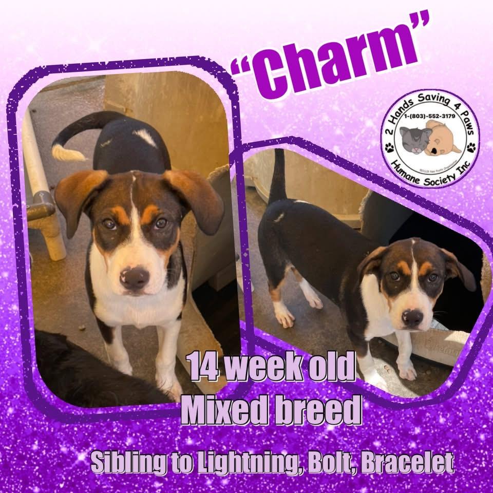 Charm, Baby Female unknown