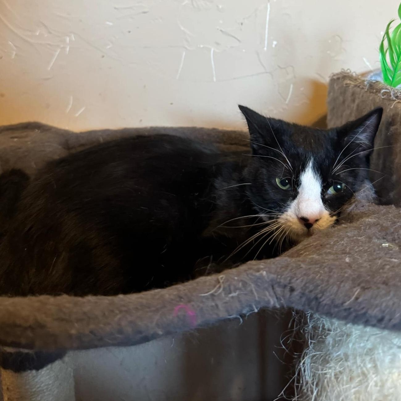 Brandon, Adoptable, Young Male Domestic Short Hair.