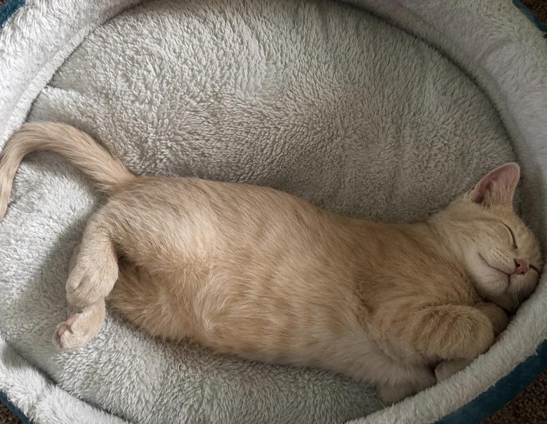 Aragorn, an adopted Domestic Short Hair in Maineville, OH image 3/5