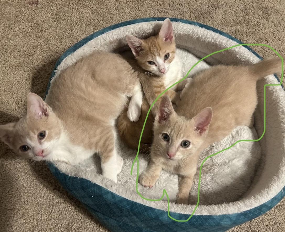 Aragorn, an adopted Domestic Short Hair in Maineville, OH image 5/5