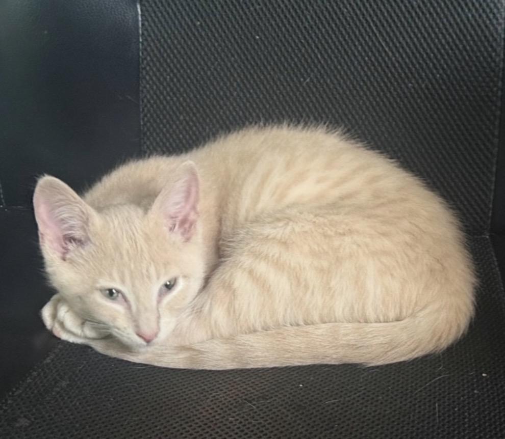 Aragorn, an adopted Domestic Short Hair in Maineville, OH image 2/5