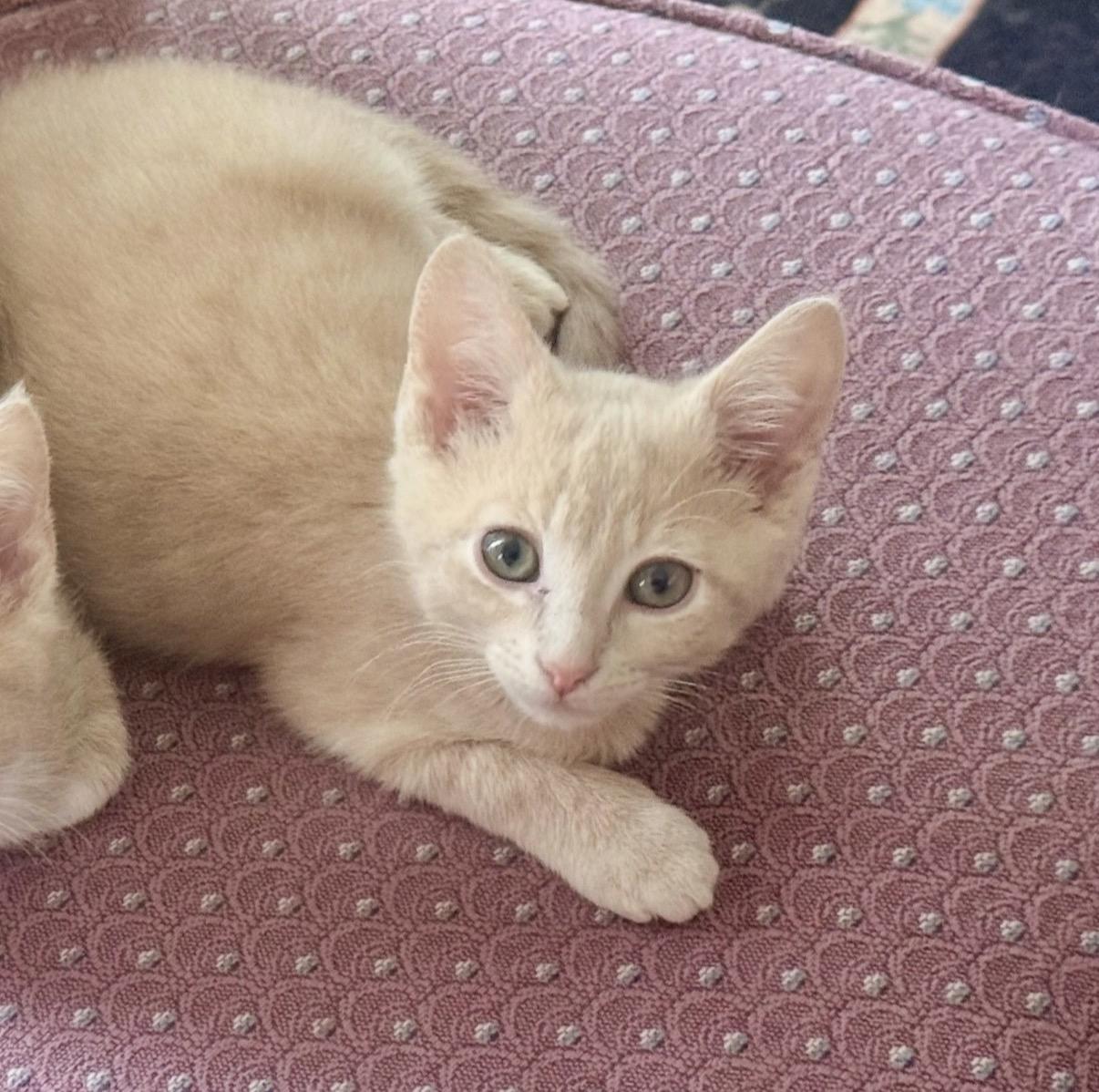 Aragorn, adopted, Kitten Male Domestic Short Hair.