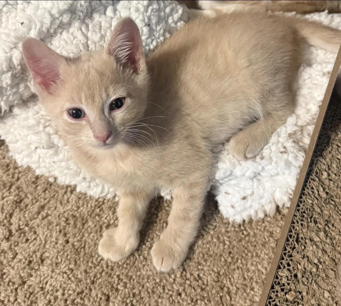 Aragorn, an adopted Domestic Short Hair in Maineville, OH image 4/5