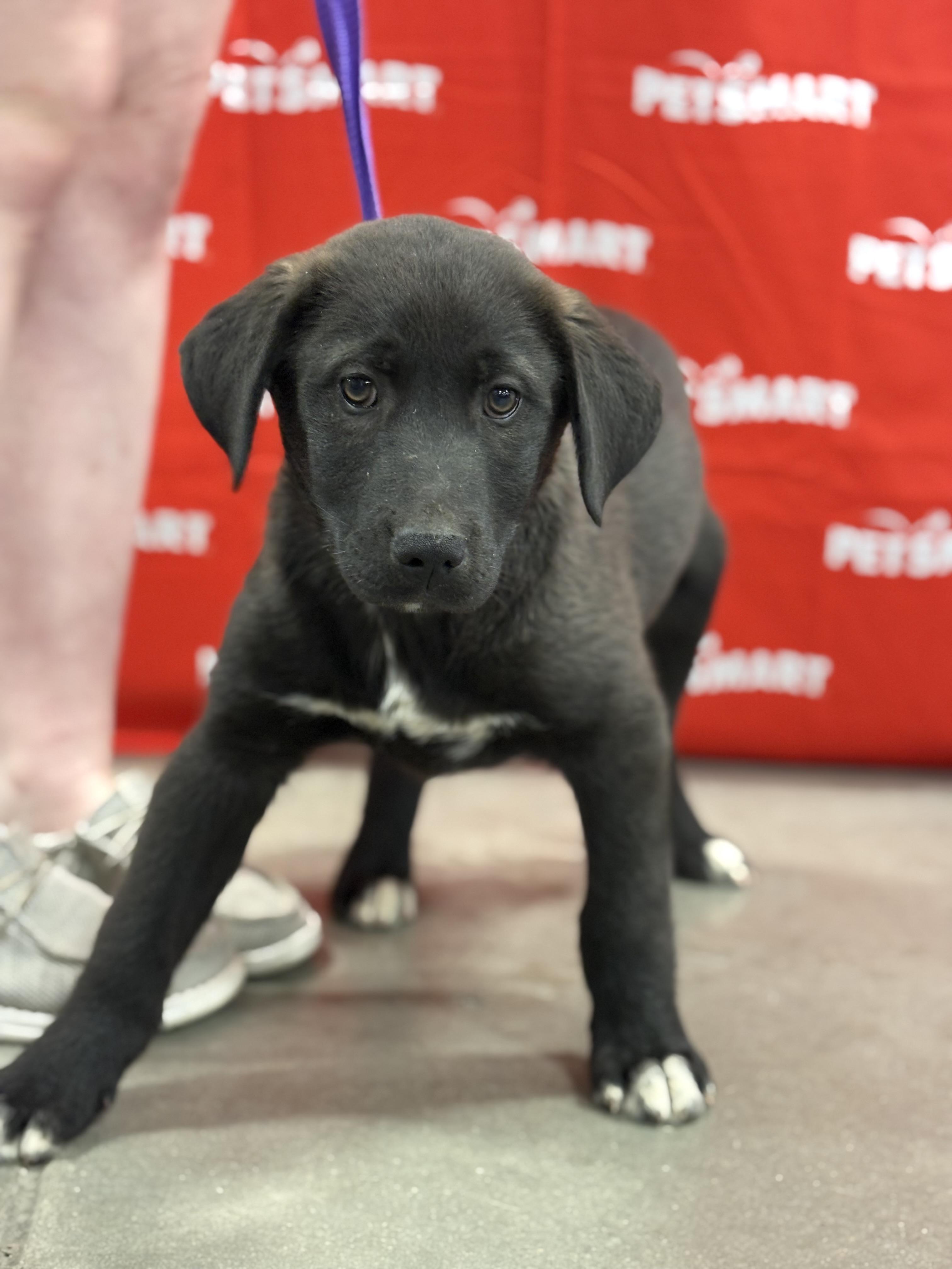 Inky — thumbnail 2