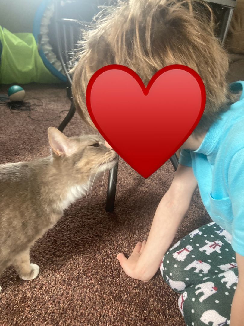 Pudge - I'm a lap cat!, Adopted, Young Female Domestic Short Hair.