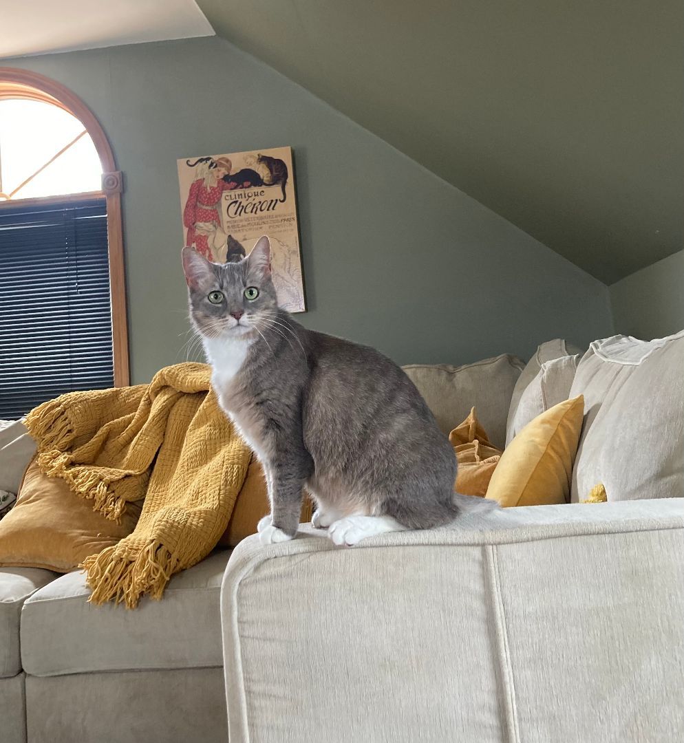 Enlarge Pudge - I'm a lap cat!, a Adopted Domestic Short Hair in Manchester, NH image 2/4