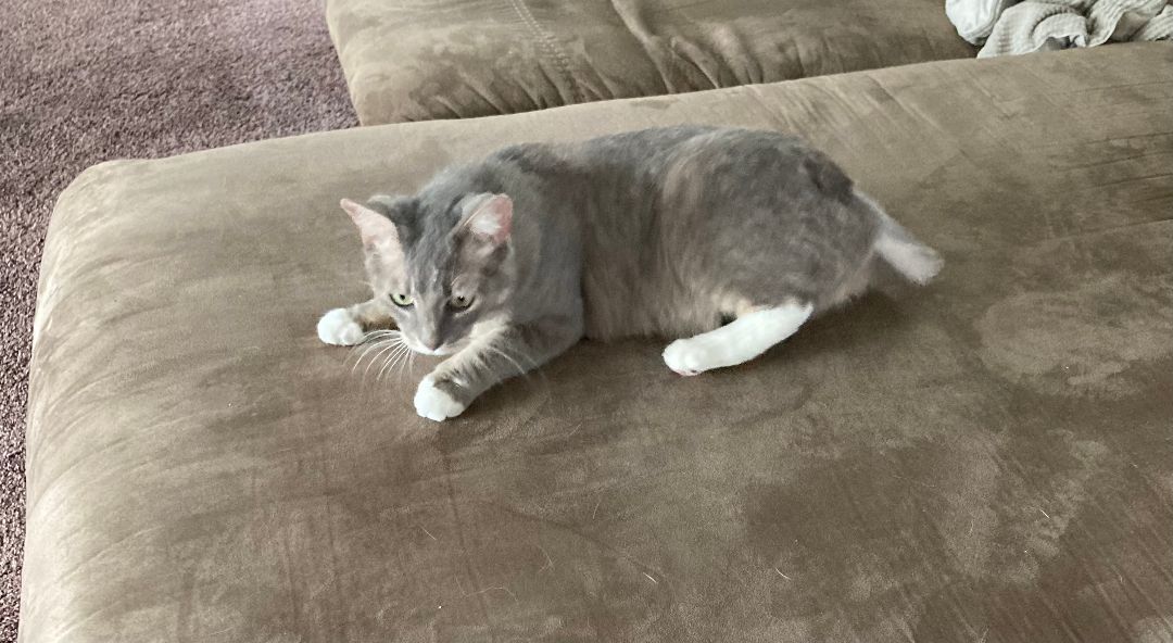 Enlarge Pudge - I'm a lap cat!, a Adopted Domestic Short Hair in Manchester, NH image 3/4