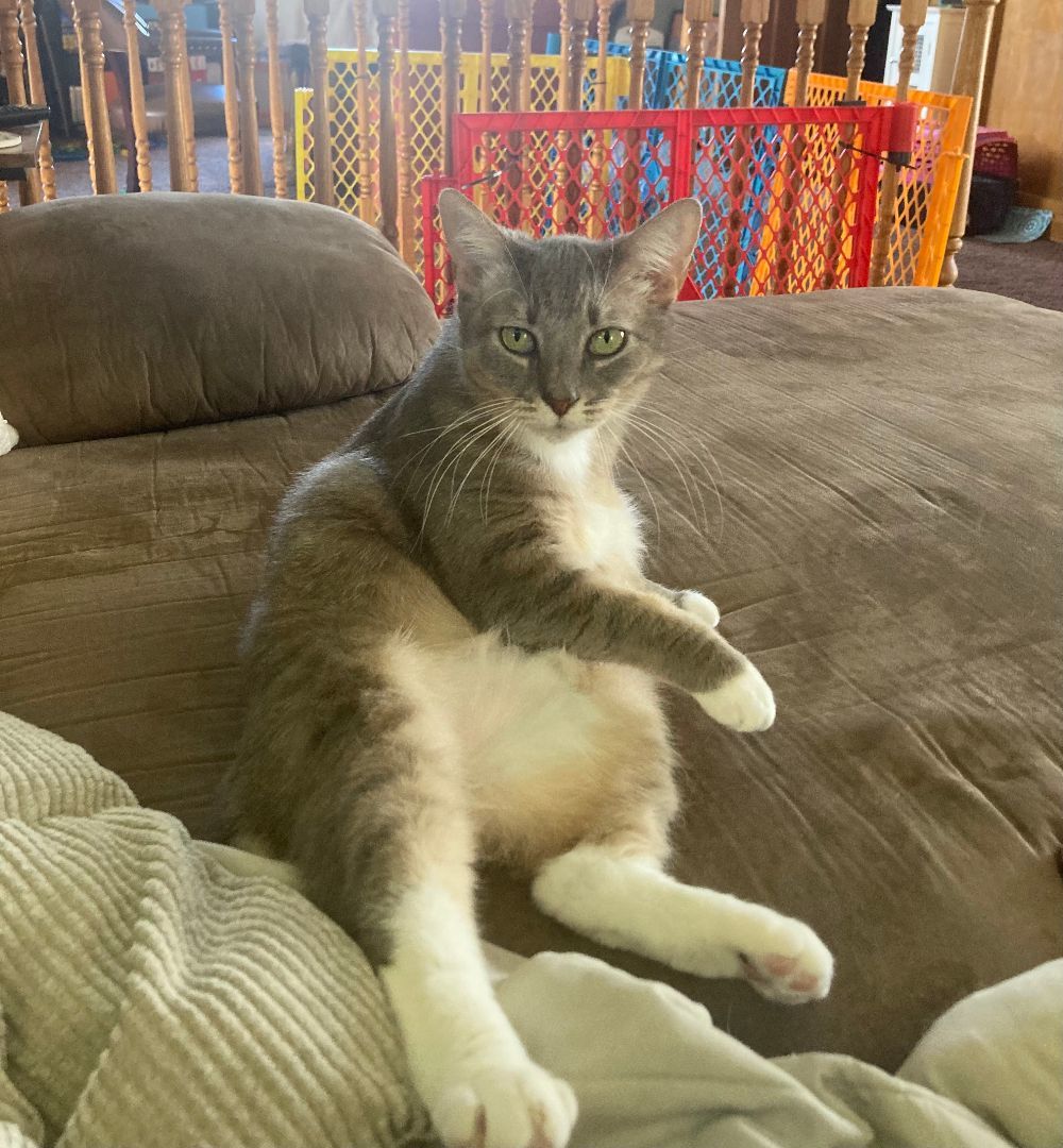 Enlarge Pudge - I'm a lap cat!, a Adopted Domestic Short Hair in Manchester, NH image 4/4