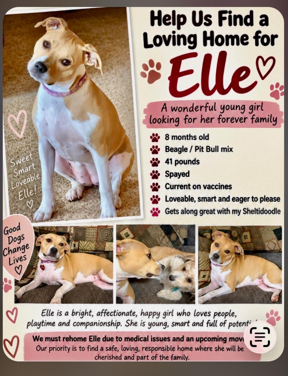 Elle, Adopted, Young Female American Staffordshire Terrier & Beagle.