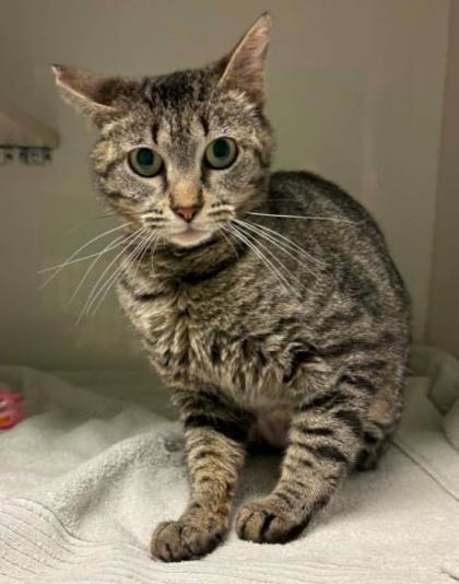 Meowdonna, Adoptable, Adult Female Domestic Short Hair & Domestic Short Hair.