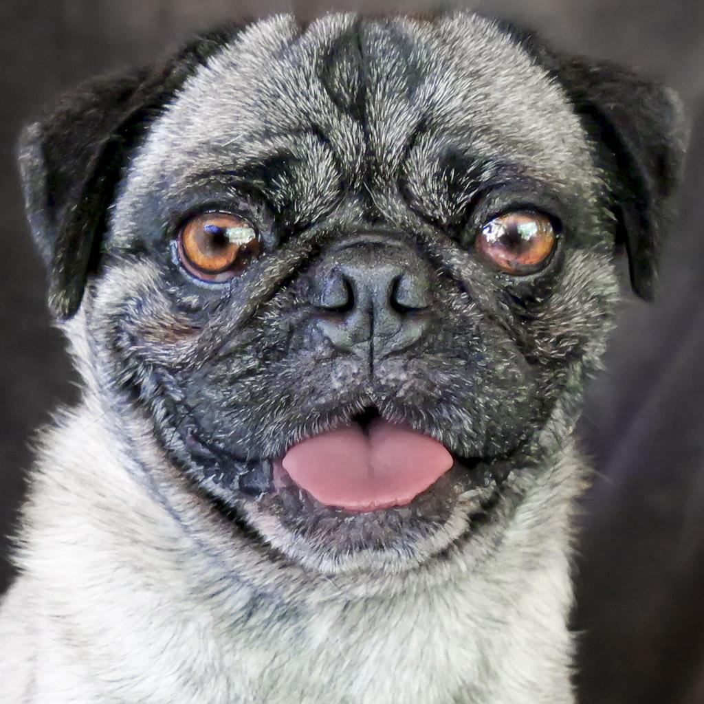 Precious Mr Peru de Pug ~ Precious Lil Clown ! 2