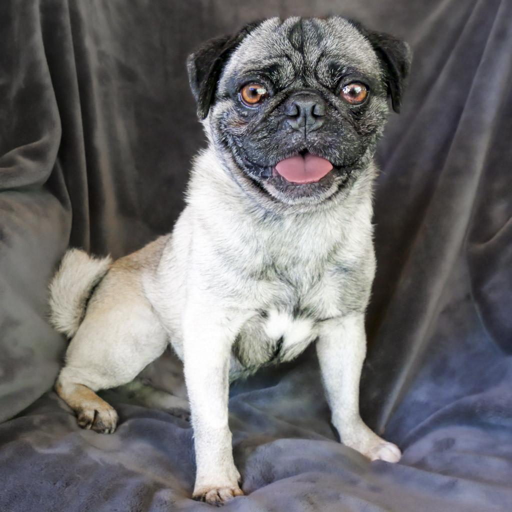 Precious Mr Peru de Pug ~ Precious Lil Clown !