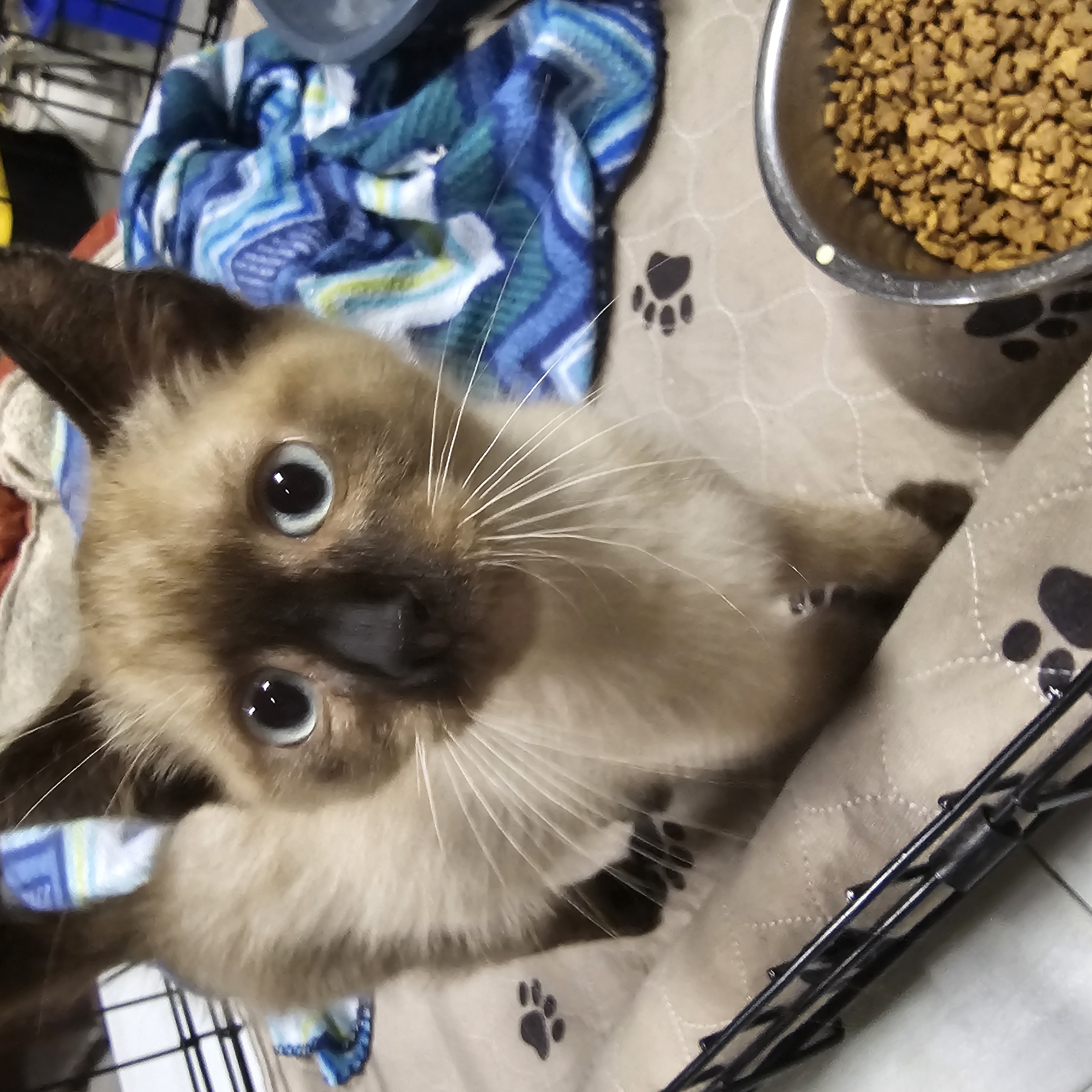 Hambone, Adopted, Young Male Domestic Short Hair.
