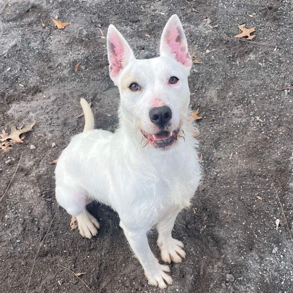 June, a Adoptable Terrier in Martinsville, VA image 1/6