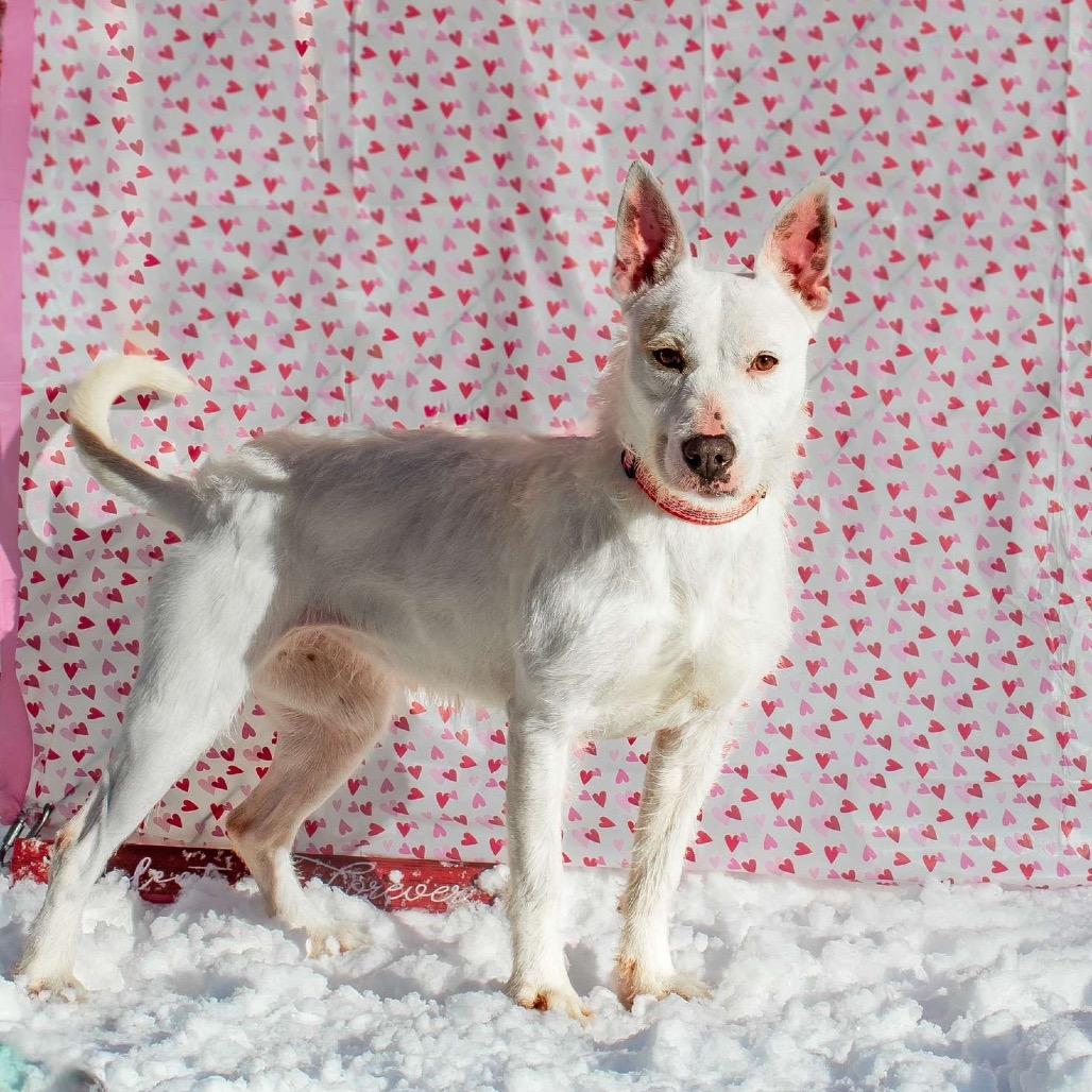 June, a Adoptable Terrier in Martinsville, VA image 2/6