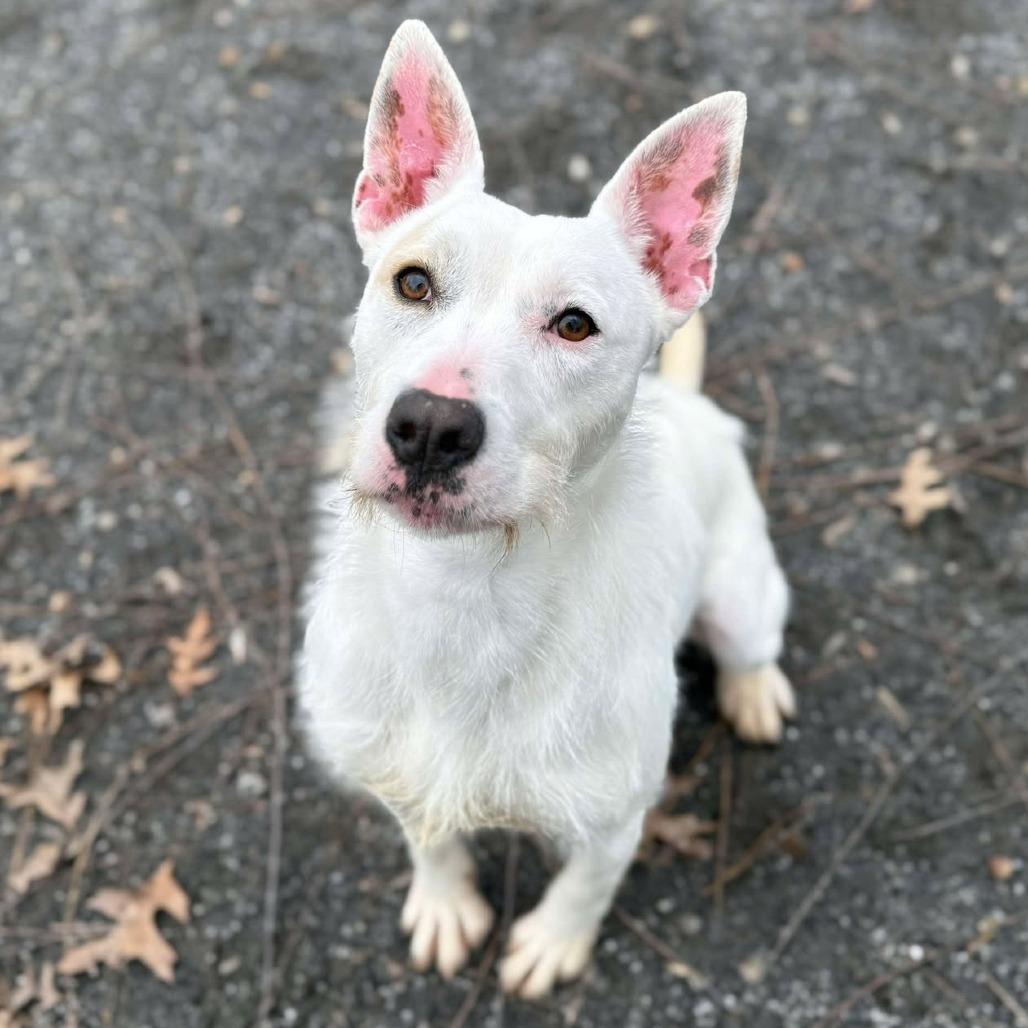 June, a Adoptable Terrier in Martinsville, VA image 3/6