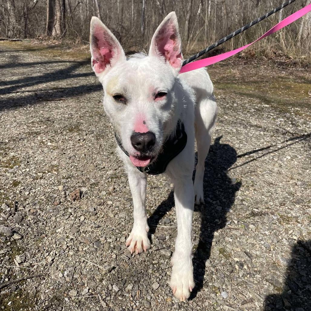 June, a Adoptable Terrier in Martinsville, VA image 4/6