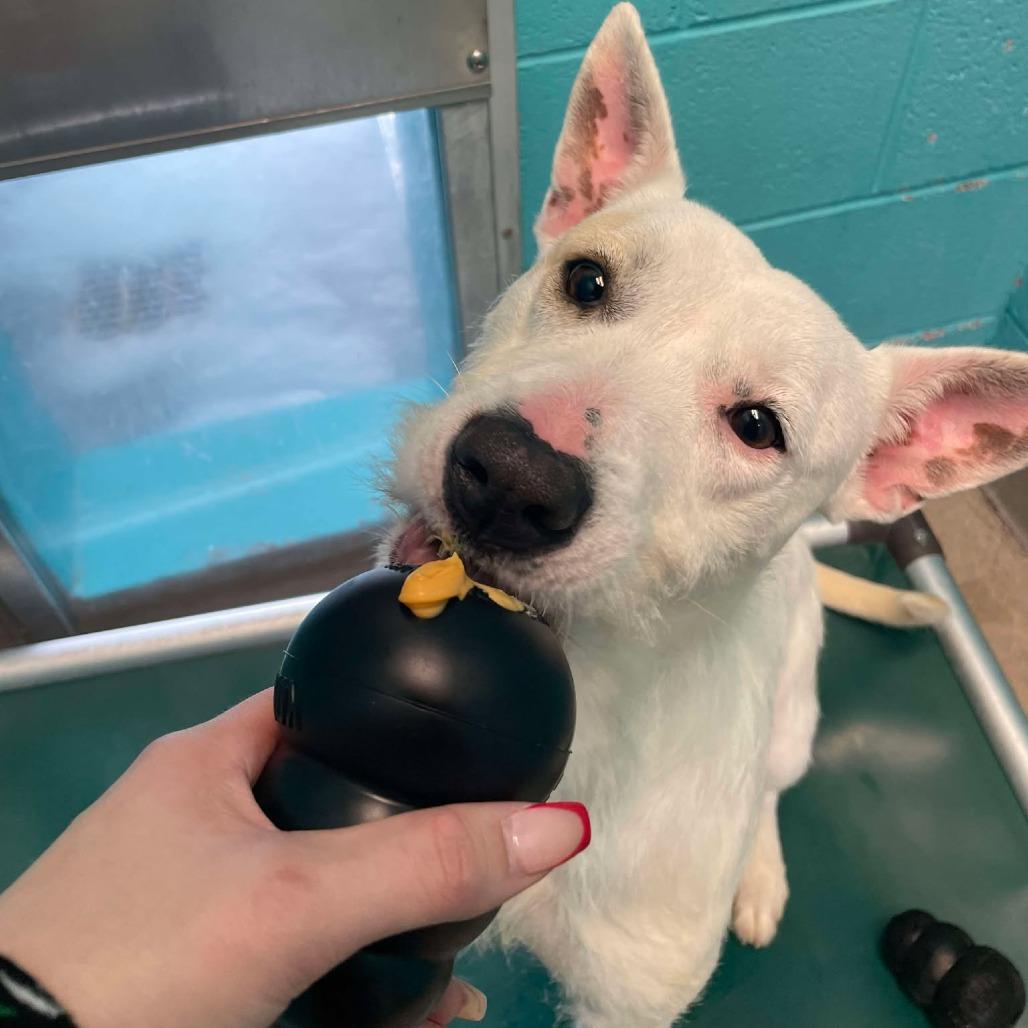 June, a Adoptable Terrier in Martinsville, VA image 5/6