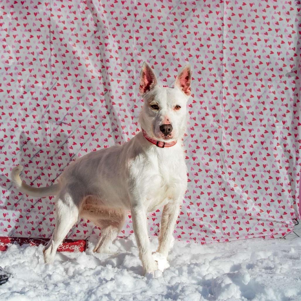 June, a Adoptable Terrier in Martinsville, VA image 6/6