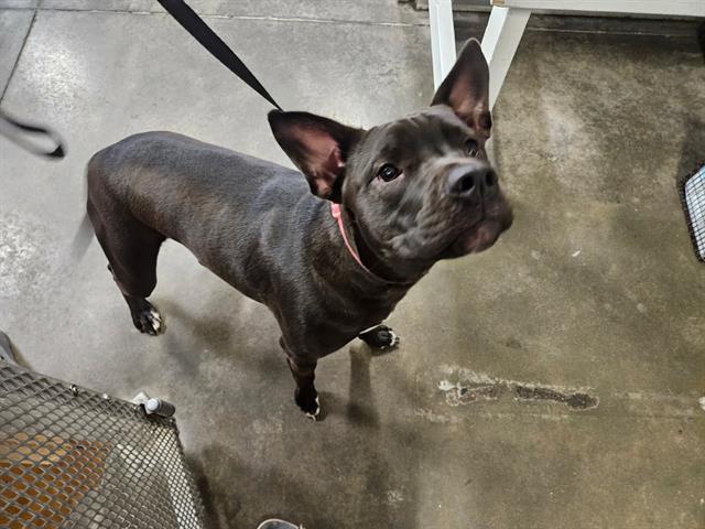 PENNY, Adoptable, Young Female Labrador Retriever & Pit Bull Terrier.