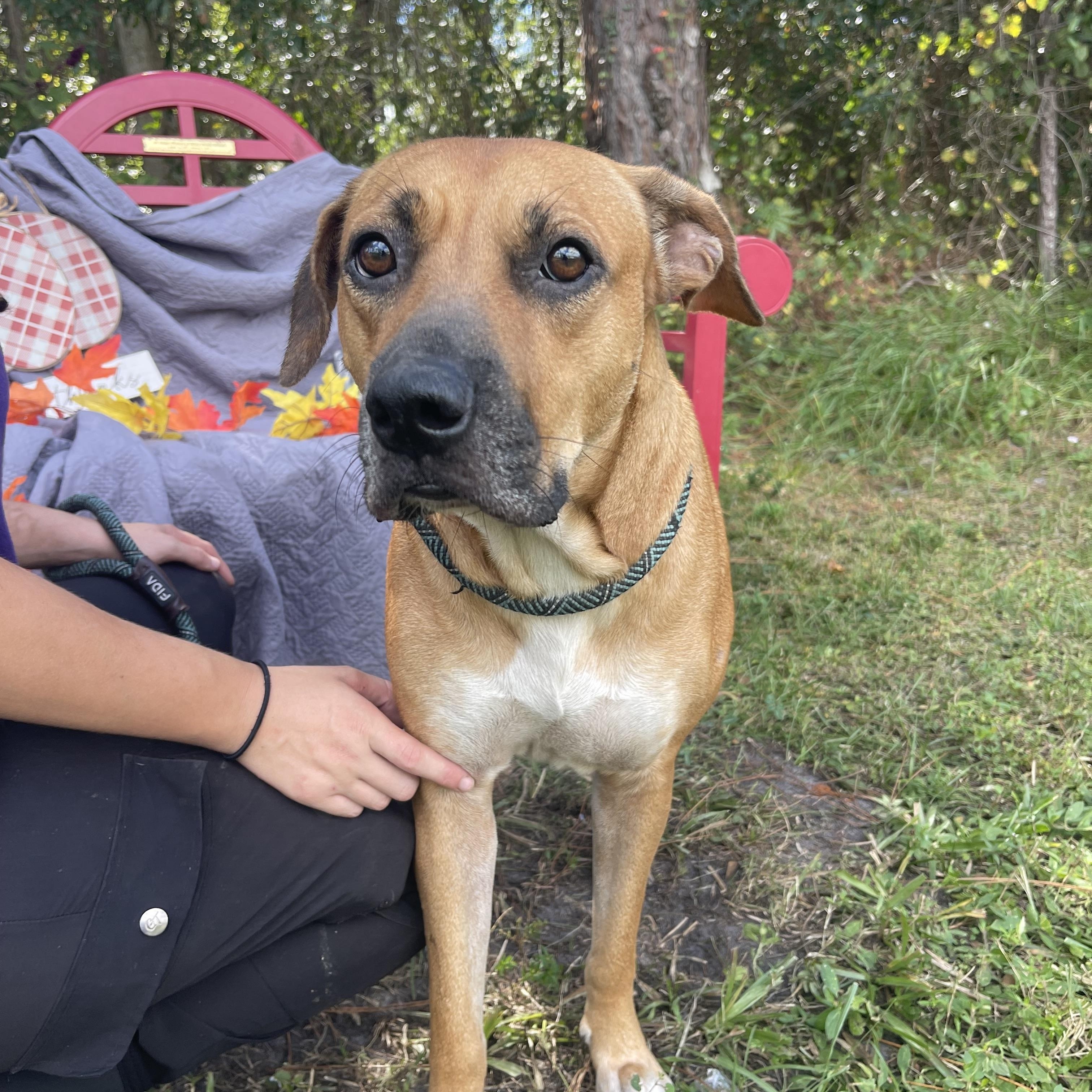 Enlarge Peggy, a Adoptable mixed breed in Sebring, FL image 1/6