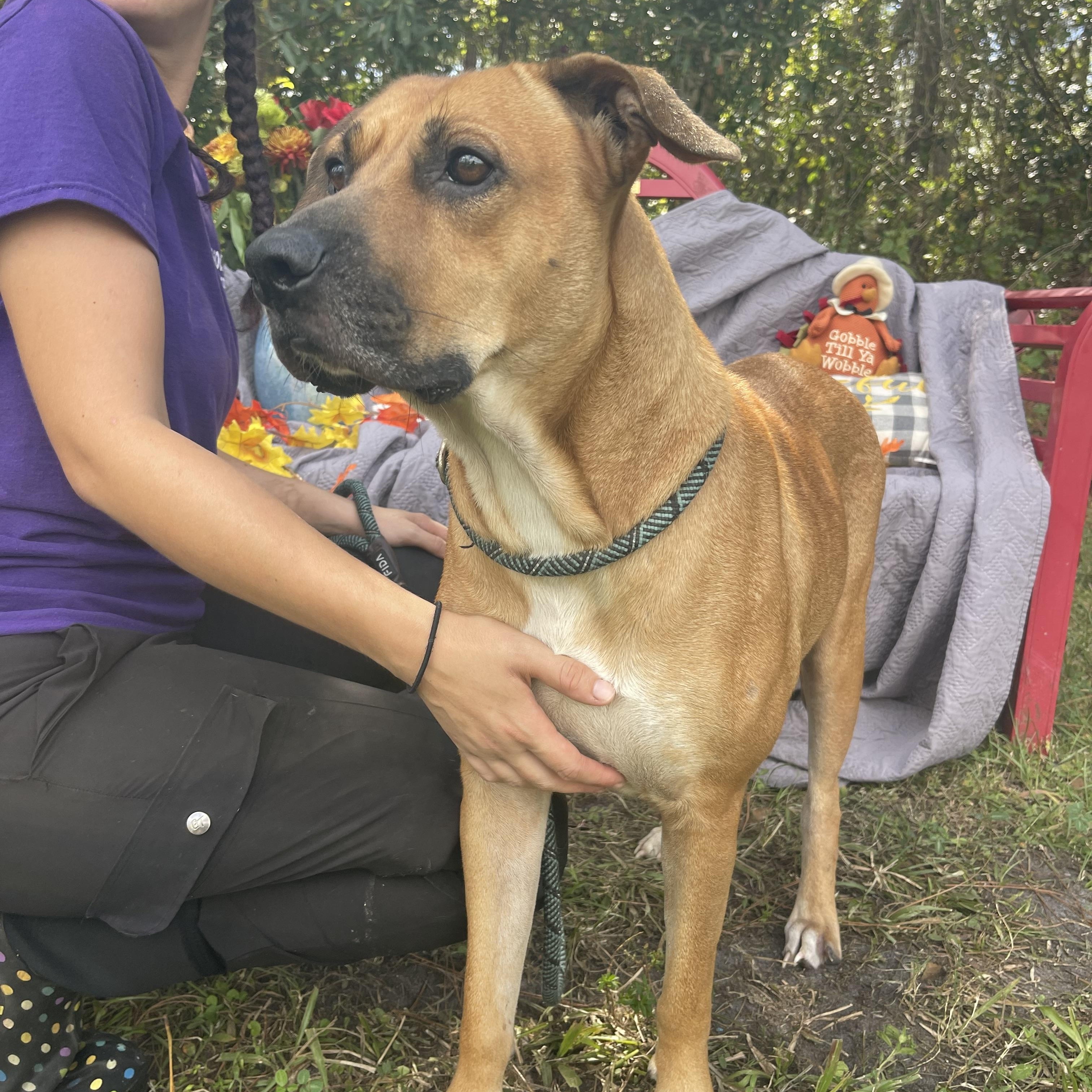 Enlarge Peggy, a Adoptable mixed breed in Sebring, FL image 2/6